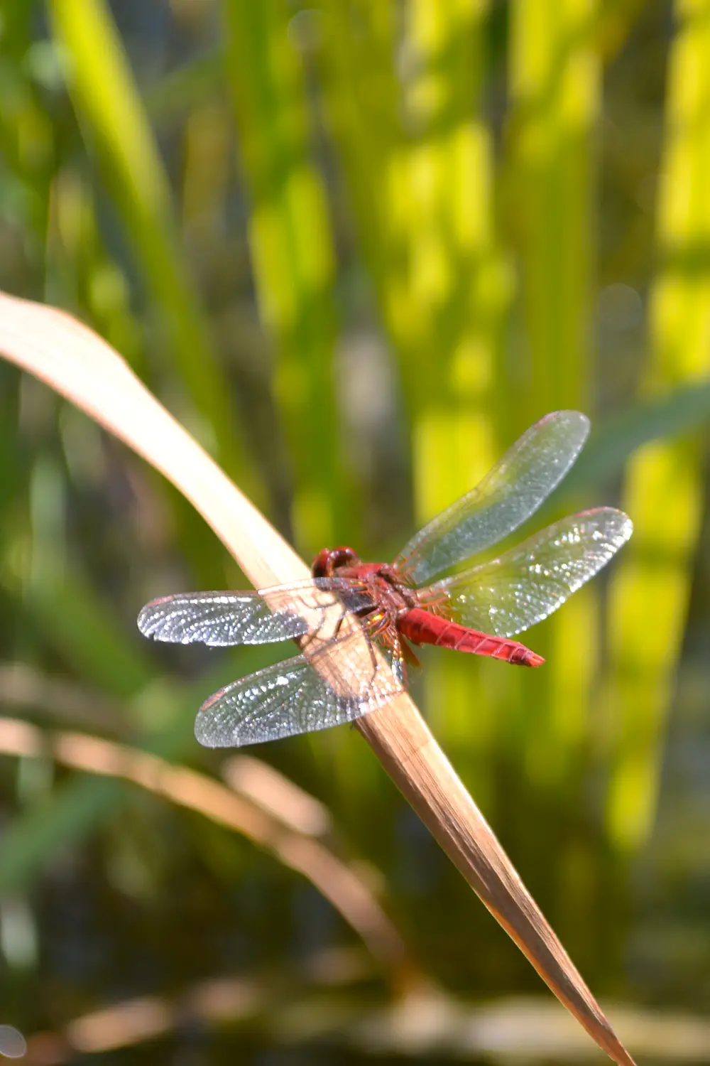 Bio Agriturismo Il Cerreto