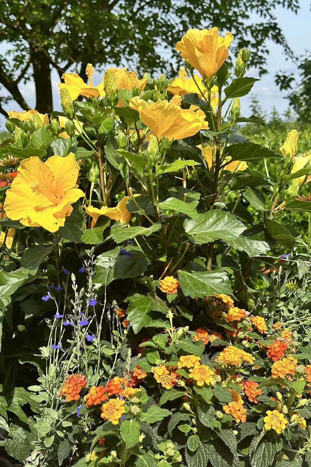 Bio Agriturismo Il Cerreto