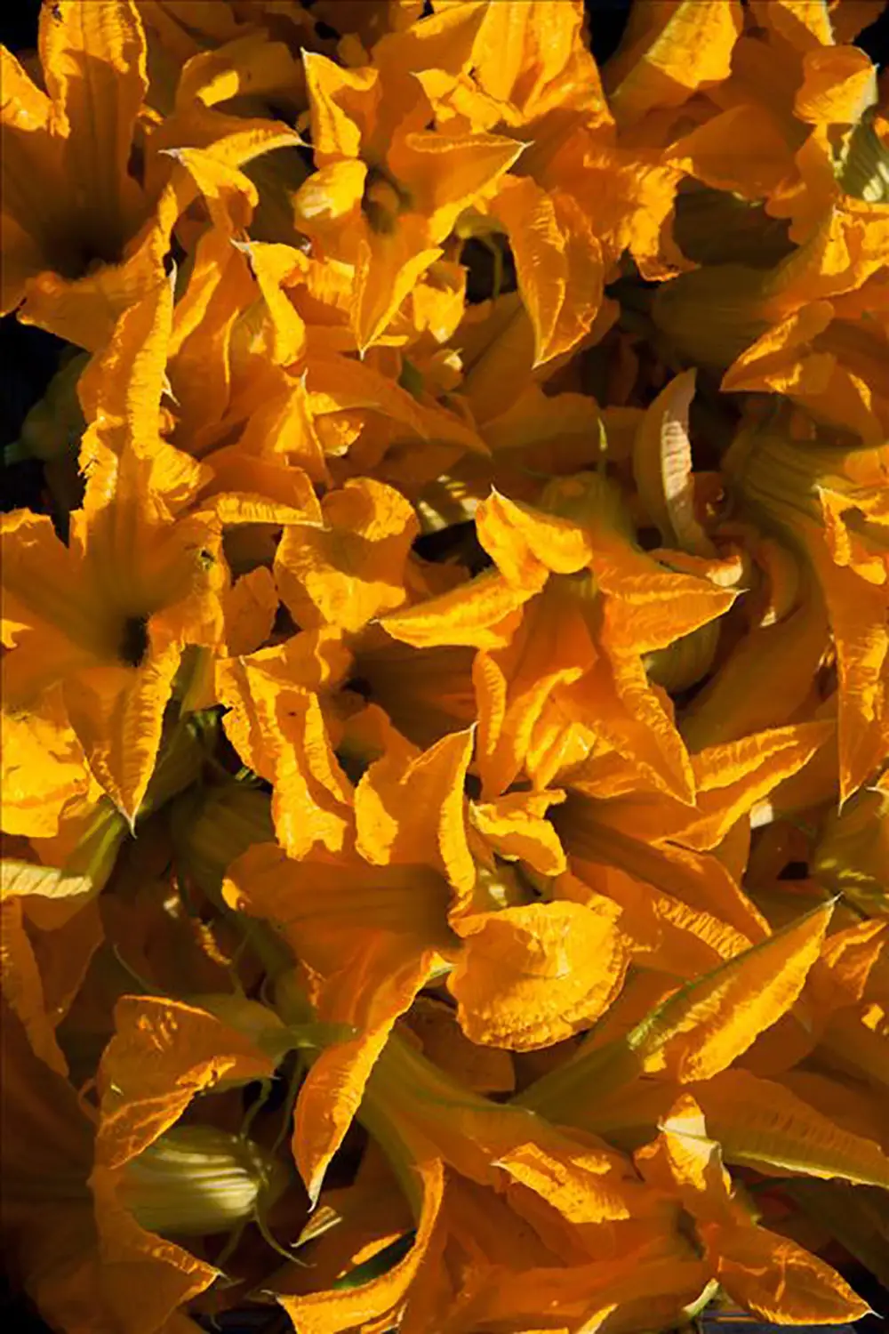 Bio Agriturismo Il Cerreto