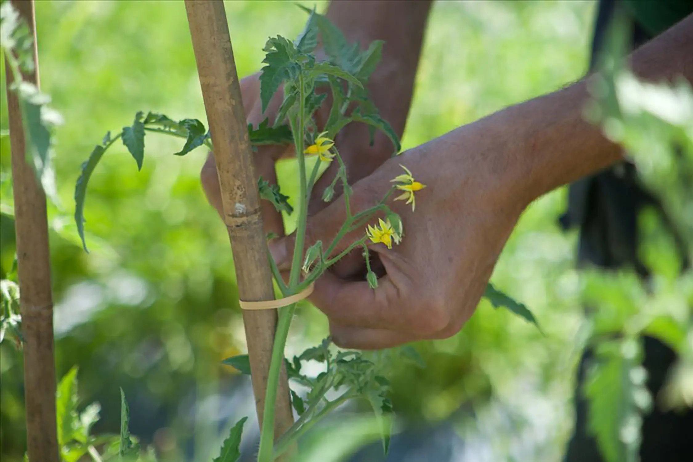 Bio Agriturismo Il Cerreto
