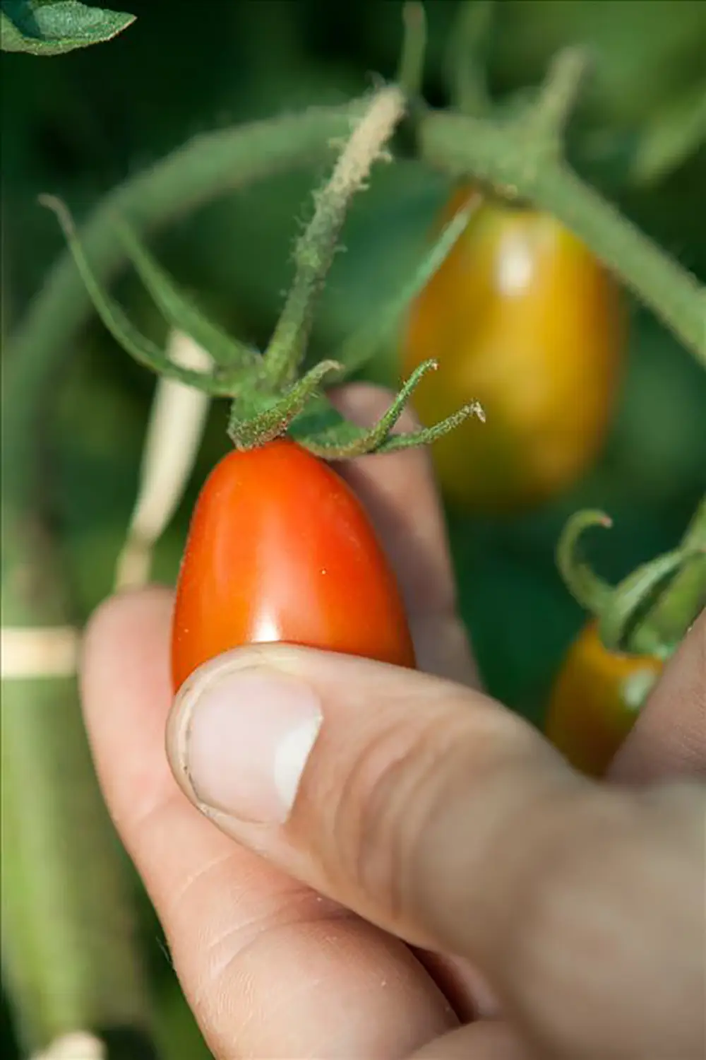 Bio Agriturismo Il Cerreto