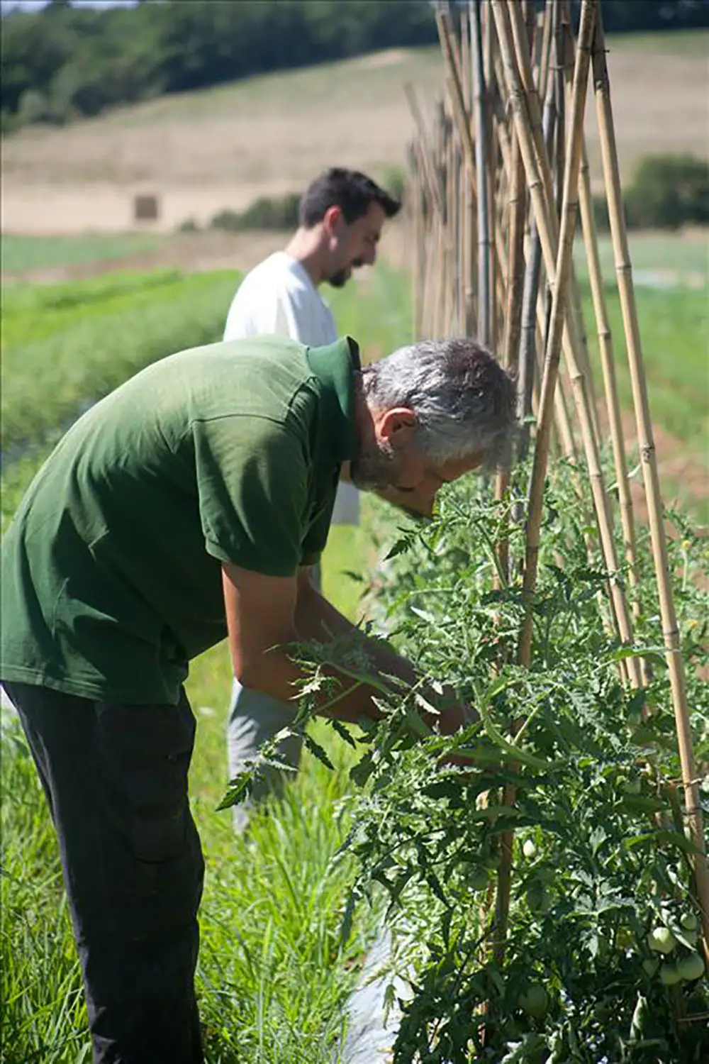 Bio Agriturismo Il Cerreto