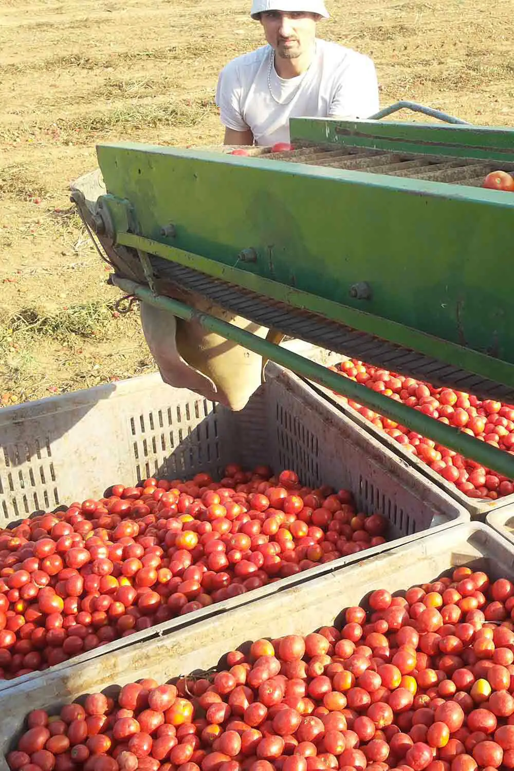 Bio Agriturismo Il Cerreto