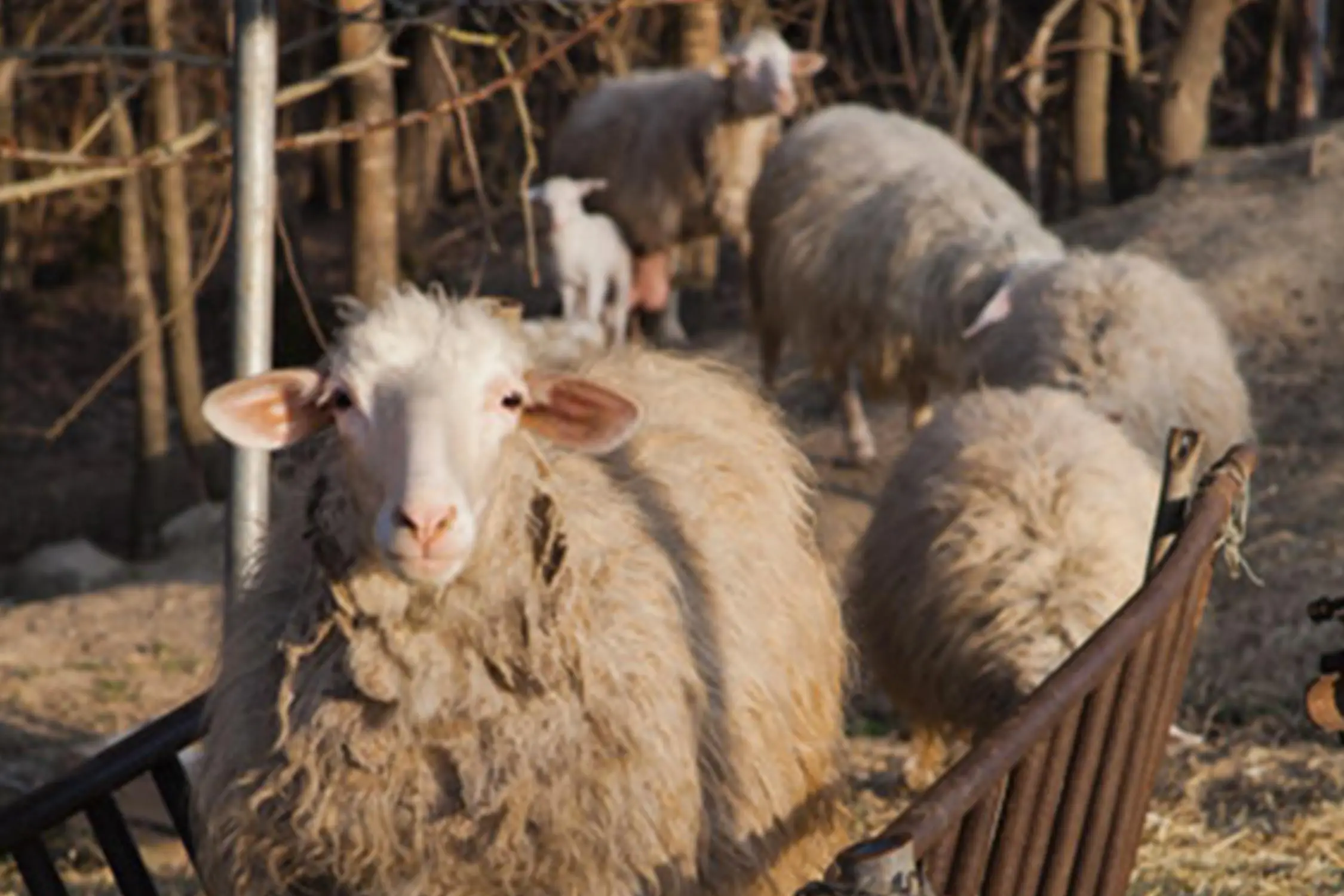 Bio Agriturismo Il Cerreto