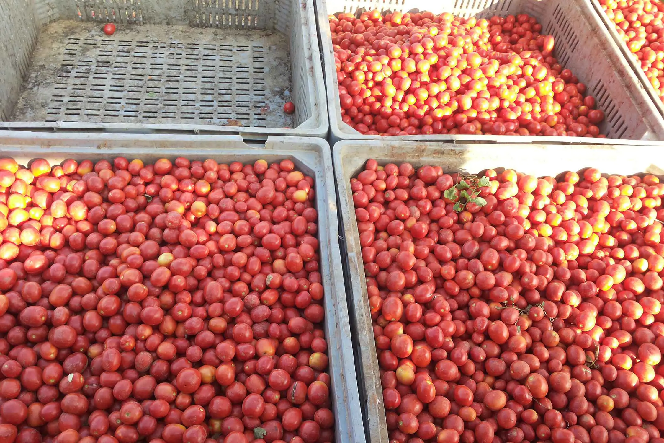 Bio Agriturismo Il Cerreto